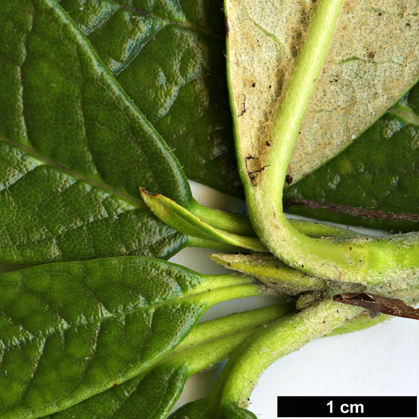 High resolution image: Family: Ericaceae - Genus: Rhododendron - Taxon: farinosum